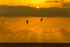ocean-sunset-sky-clouds-peacful-flying-birds-sun-shows-itself-behind-as-two-souls-glide-over-52818600